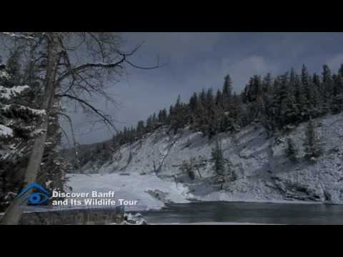 Discover Banff & Its Wildlife (Winter)