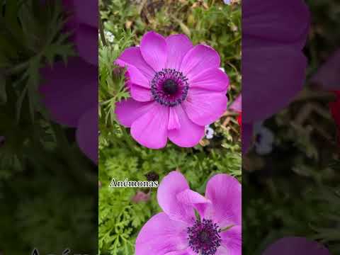 Anémonas en flor 🌺😍