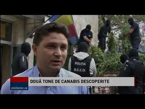 DOUĂ TONE DE CANABIS DESCOPERITE