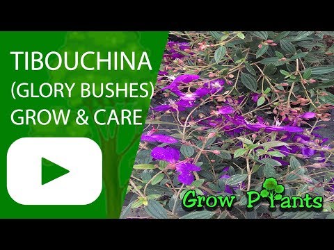 Tibouchina - grow & care (Glory bushes)