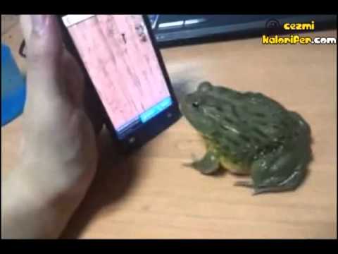 Oh Olsun Kandırırmısın Kurbagayı.mp4