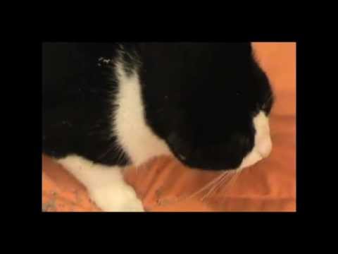 Polaroid Is High On Weed (such a stoner)