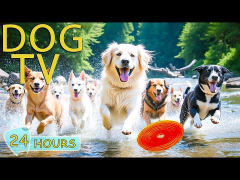 DOG TV: Videos Entertain Help Anti-Anxiety for Dogs All-Day When Home Alone - Best Music for Dogs