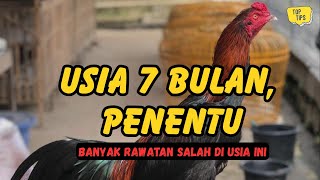 Download lagu How to Care for 7-Month-Old Mangon Chickens to Ensure Stability and Growth mp3