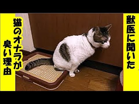 うちの猫が臭いのはなぜですか?