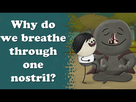 人はなぜ片鼻の穴から呼吸をするのか？| ＃アオムス (Why do we breathe through one nostril? | #aumsum)