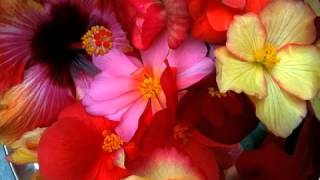 Ranga - Final Inn-O-Cence (Radiant Awakening)