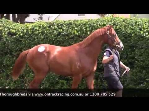 Excelebration - Miss Coolum (Inglis Classic Sale 2016)