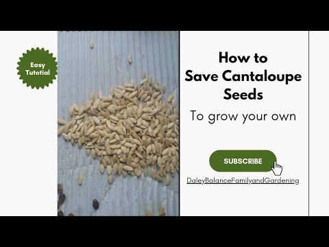 Easy Tutorial on Saving Cantaloupe Seeds #gardening