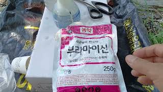 샤인머스켓  씨없는 포도를 만들 때 이 두가지 사항을 알지 못하면 건강에 큰일 납니다.