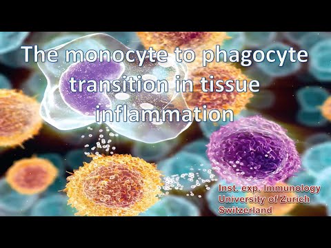 The monocyte to phagocyte transition in tissue inflammation