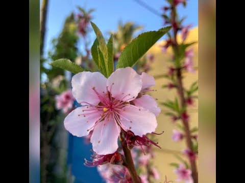 21st Spring Convention : Saturday Evening