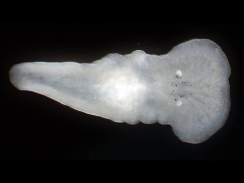 Vídeo de Comoplana agilis