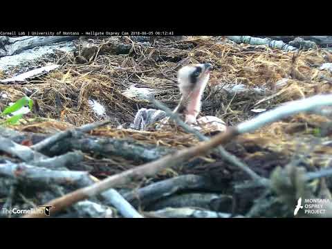 Two Chicks In the Hellgate Osprey Nest After Egg #2 Hatches! – June 5, 2018
