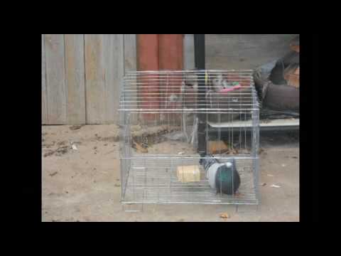 nuevas jaulas pabloeltimido.avi