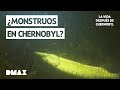 Vida Mutante En El Estanque Radiactivo La Vida Después De Chernóbil