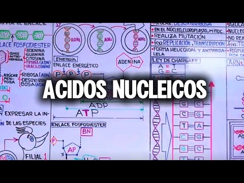 ÁCIDOS NUCLEICOS | Bioquímica básica 