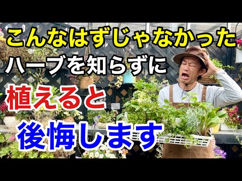 バルコニーの芳香植物 - 自宅でハーブを育てる方法は？  庭園