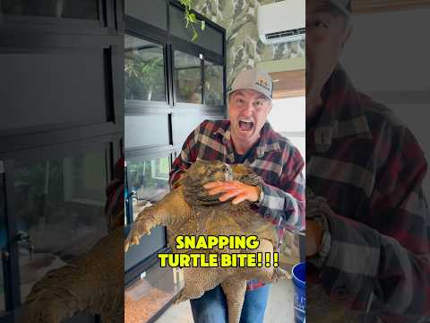 Snapping Turtle Bite!!!😱#shorts #turtle