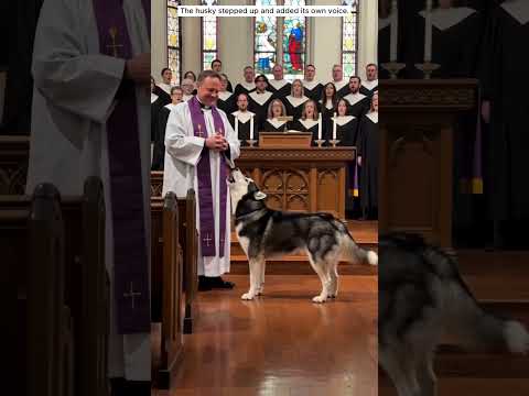 This Husky Couldn’t Resist and Decided to Join the Choir #viralvideo  #animals #funny #pets