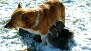 preview picture of video 'MORE OF SADIE and Litter of 8 PEMBROKE WELSH CORGI PUPPIES'