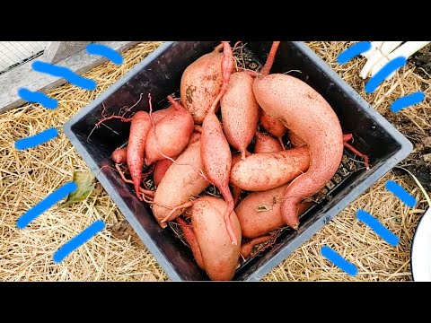 BEAUTIFUL Sweet Potatoes grown in Compost Pile?!