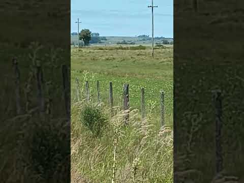 Arroyo Yaguarí, entre Lapuente y ruta 27 , dpto. Rivera 🇺🇾 .