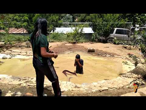 as travessuras dos pollos