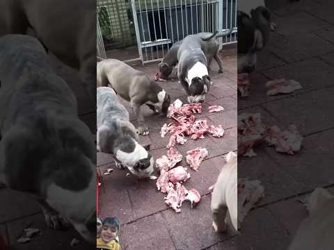 Most dangerous Pitbull#americanbully #dogbreed #pitbull #amerika