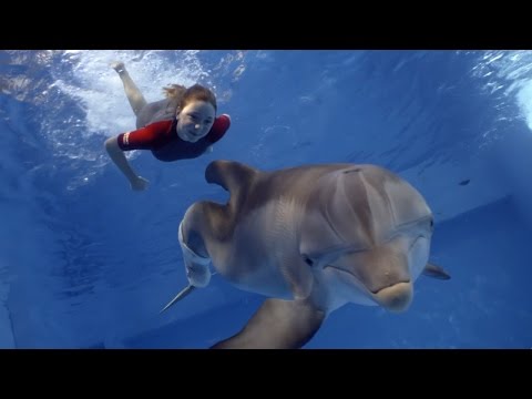 Dolphin Tale 2 (TV Spot 1)