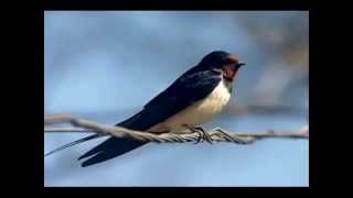 Защебетала сива ластівка - Ніна Матвієнко