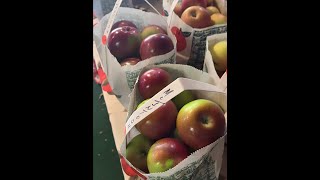 Pease Orchard, Templeton, MA