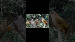 Download lagu Suara Pikat Terbaru Burung Trucukan Ribut Kombinasi Merbah Belukar Kejepit Terbaru 2024 mp3