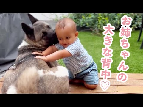 アメリカンアキタにかかりやすい病気