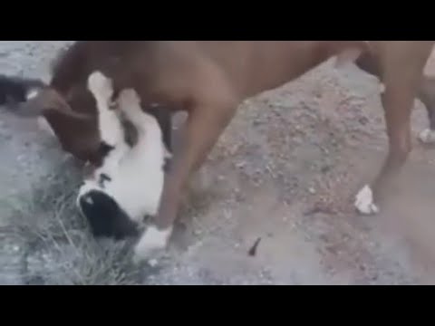 Angry Dog trying to eat cat🥺Cat giving a fightback✊