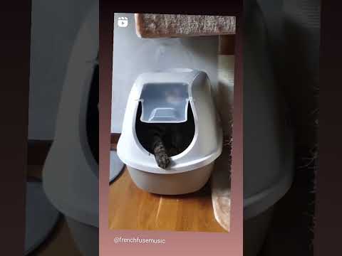 These Cats Have Rythym - @frenchfusemusic