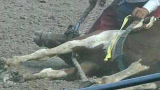 preview picture of video 'Cheyenne Rodeo's Cruel Wild Horse Race Exposed'