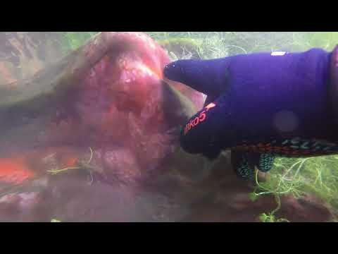 What's at the Bottom of Ellett Valley Quarry? A SCUBA Diving Compilation (Summer 2017)