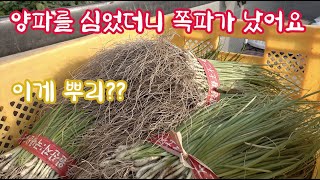 양파를 심었더니 쪽파가 나왔어요!!! 잎을 한번도 안치고 심는 양파모종 본적인나요?