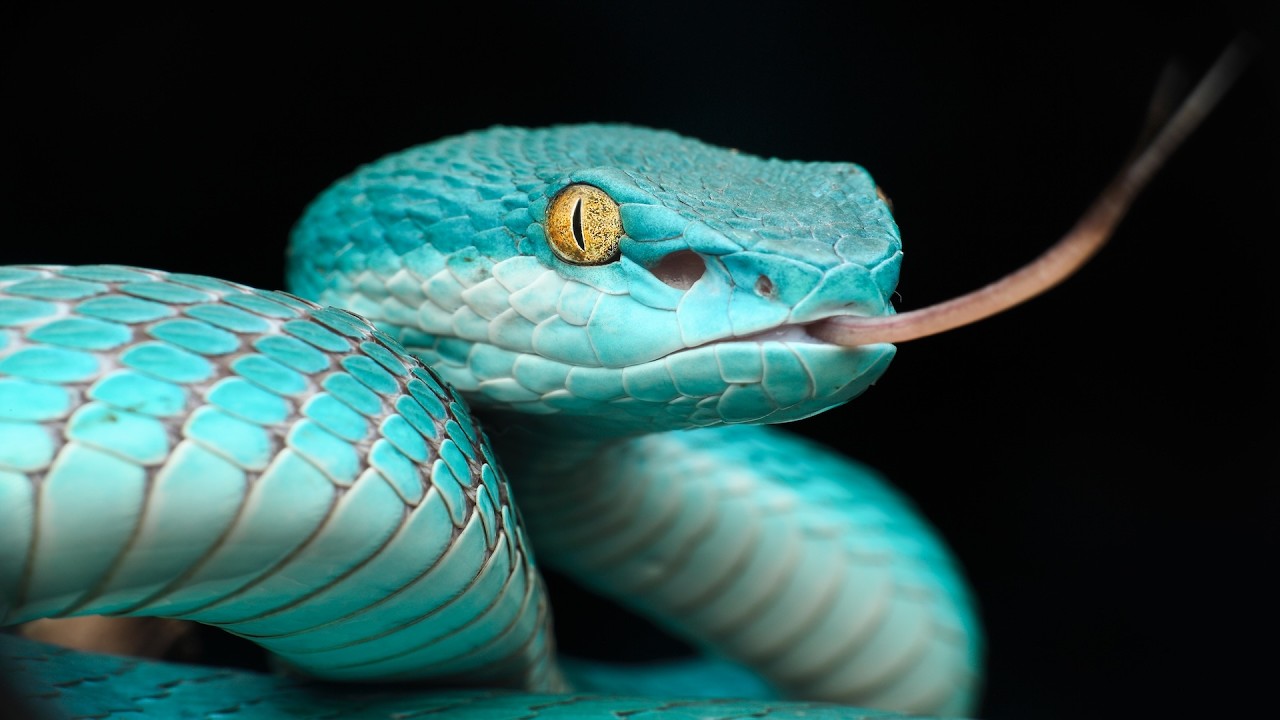 Reptilian Body Systems