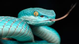 Reptilian Body Systems