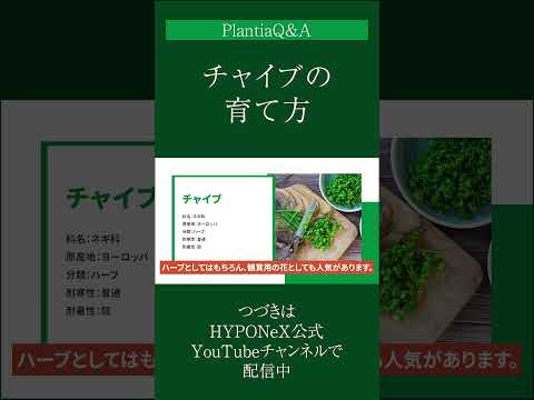 ディプラデニア肥料はいつ与えるのですか?この美しい植物の開花を促進するのに最適な肥料は何ですか?  庭園