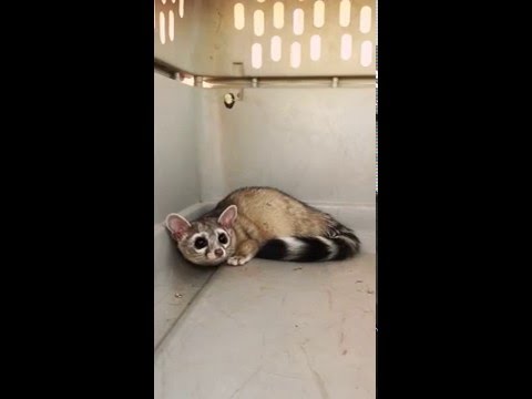 Animal Experts in Tucson AZ introduces you to the Ringtail