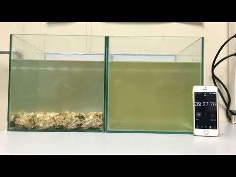 How oysters can clean up polluted water