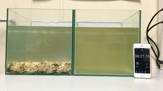 How oysters can clean up polluted water