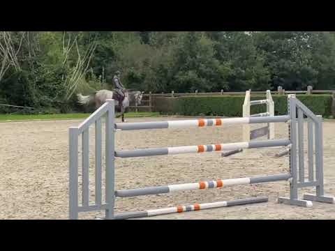 Sold Belgium 🇧🇪 comme Il faut x cassini 6 yo Gp prospect 🤩🤩