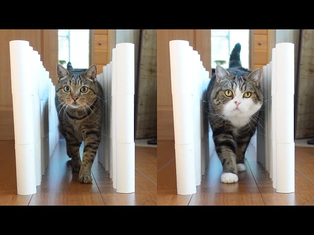 The wall that gradually narrows and collapses and MaruHana