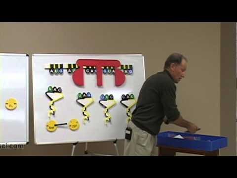 Visualizing protein synthesis (PSYKIT)