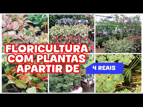 #TOUR PELAS #PLANTAS DA 🌺 #FLORICULTURA YAMANAKA COMPREI A #PLANTA DO MEU SONHO😍🪴 #aglaonema #flores