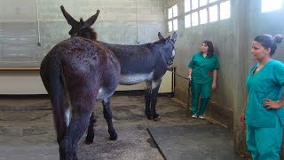 Super mura donkey meeting